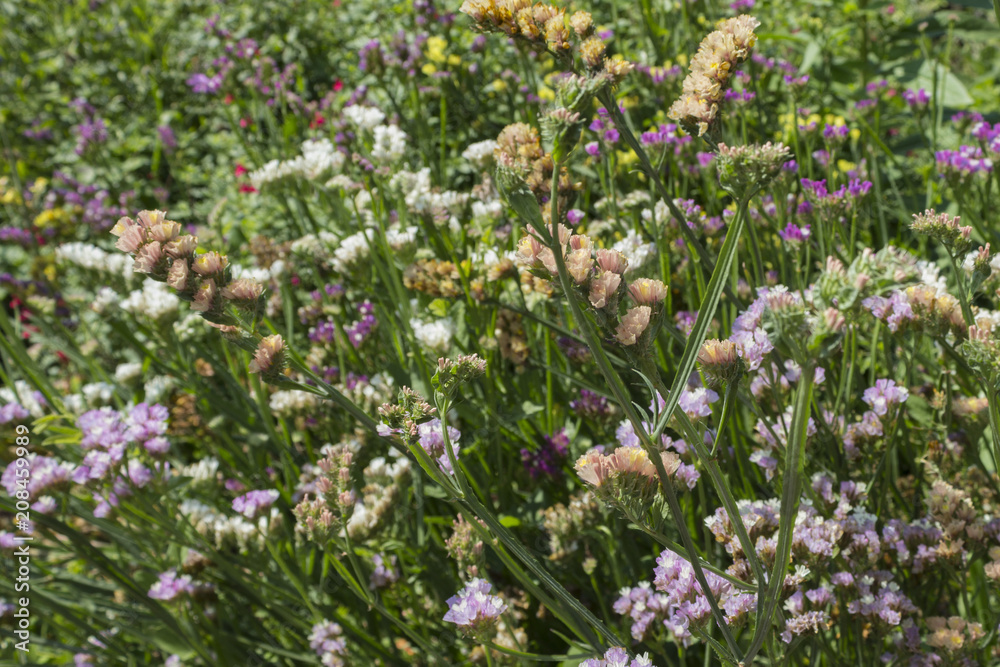 Colorful flowers in the park. A sunny day. Colorful flowers in the park. A sunny day.