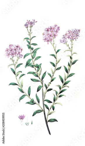 Illustration of plant photo