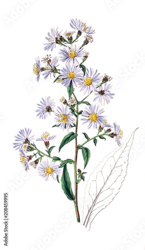 Illustration of plant
