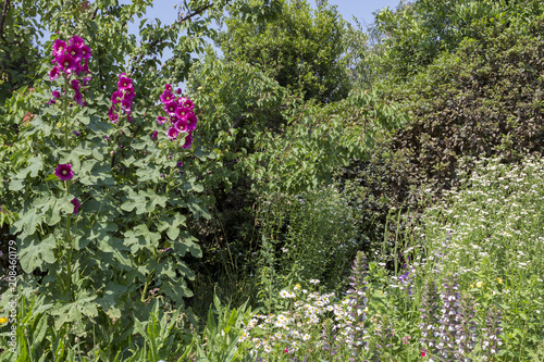hollyhock flowers in the garden with different vegetation