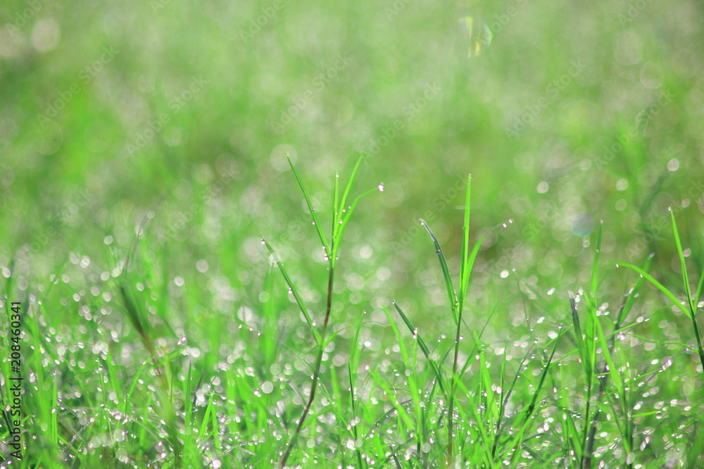Water drops on morning green grass,For background,Soft focus.for background.
