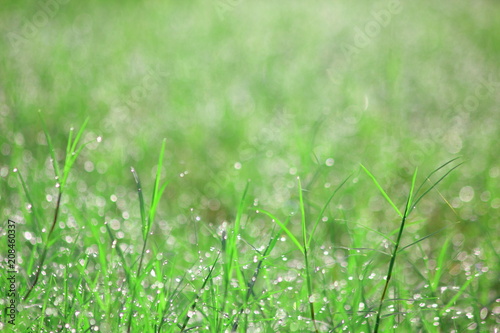 Water drops on morning green grass,For background,Soft focus.for background.