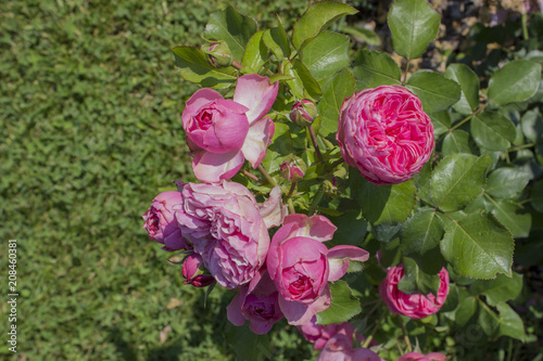Pink roses in bloom in the garden