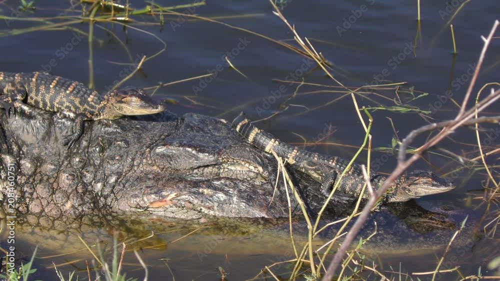 Mother Alligator with Babies on her back and head Mother Alligator with Babies on her back and head