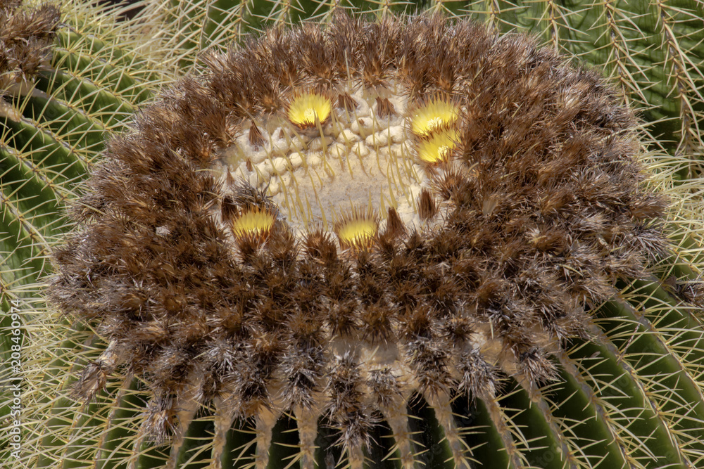 Fresh cactus close-up. Green vegetative cactus with spines. Fresh cactus close-up. Green vegetative cactus with spines.