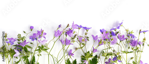 Floral banner, border. Creative flat layout pattern of wildflowers,  top view.