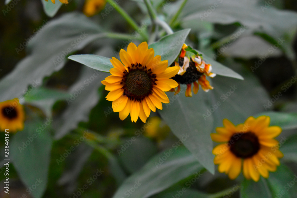 The Sunflower The Sunflower