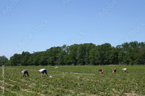 Erdbeeren Selbstpflücke, pick your own strawberries in Altlandsberg, Germany photo