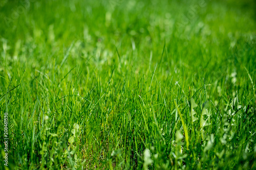 fresh Green grass background texture. Element of design. Natural green texture, background. Selective focus. Soft Grass in the Forest Grass on the meadow as Background.Ecology concept.
