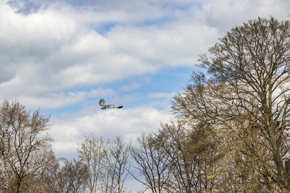 Black-chested buzzard-eagle with outspread wings over tree crowns in cloudy sky Black-chested buzzard-eagle with outspread wings over tree crowns in cloudy sky