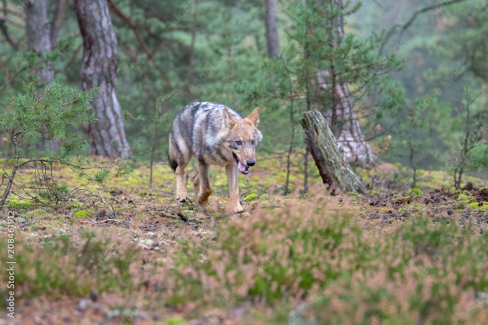 Gray (or Grey) Wolves (Canis lupus) in the Bayerischer Wald National Park in Bavaria, Germany Alaska czech republic Gray (or Grey) Wolves (Canis lupus) in the Bayerischer Wald National Park in Bavaria, Germany Alaska czech republic