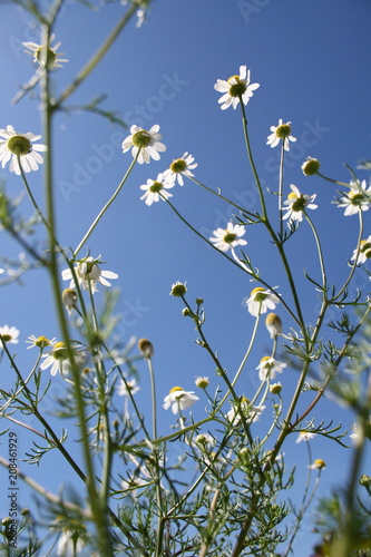 Low angle view of chamomile, camomile against blue sky in Altlandsberg, Germany photo