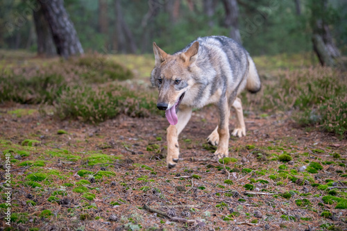 Gray  or Grey  Wolves  Canis lupus  in the Bayerischer Wald National Park in Bavaria  Germany Alaska czech republic