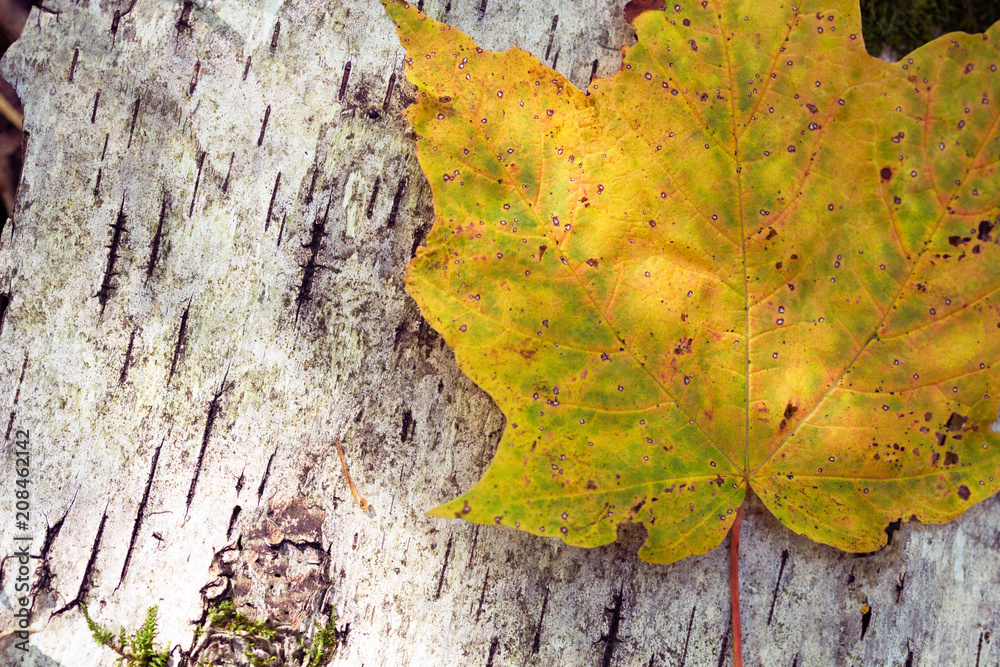 Bright yellow fall leaf laying in the sunshine on a white birch log. Colorful autumn scene