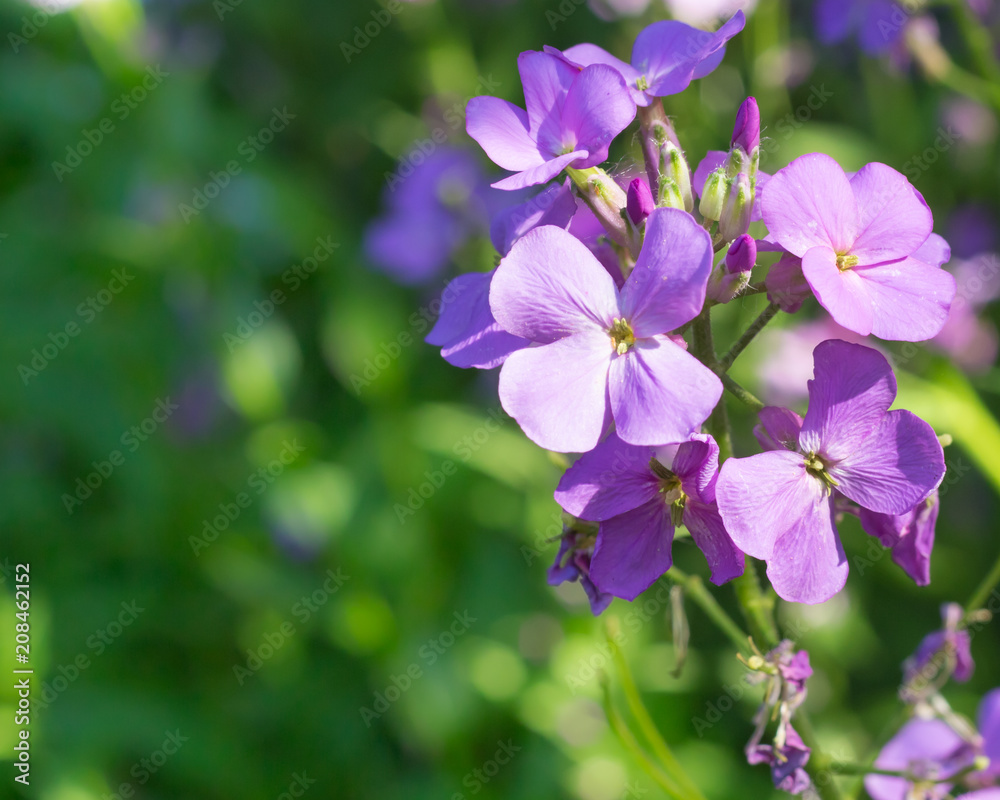 Purple Dame's Rocket flowers, Hesperis matronalis, with soft focus background. Beautiful lilac blossoms attract butterflies & humming birds. Concepts of wildflowers, summer, romance, invasive species Purple Dame's Rocket flowers, Hesperis matronalis, with soft focus background. Beautiful lilac blossoms attract butterflies & humming birds. Concepts of wildflowers, summer, romance, invasive species