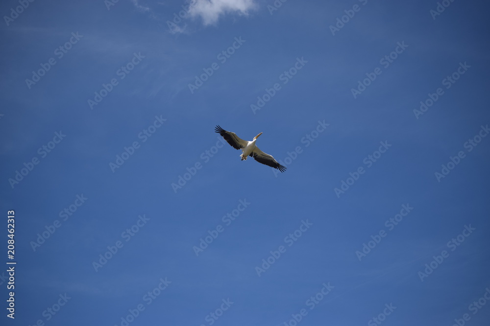 Obraz premium pelican