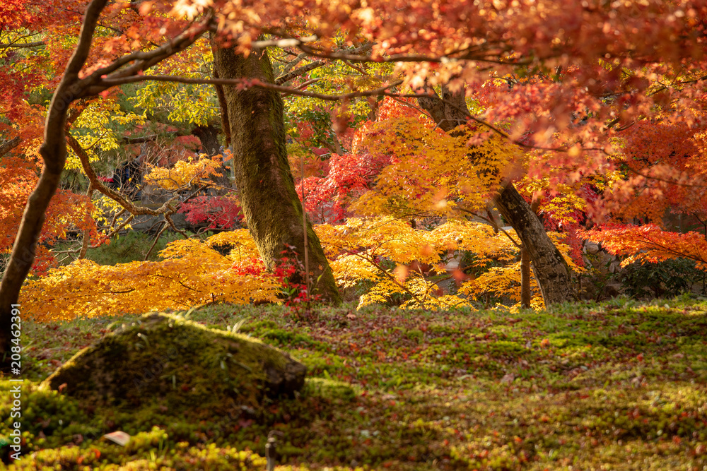 Fototapeta premium 京都 永観堂の紅葉