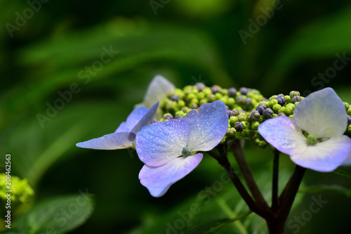 Wallpaper Mural 紫陽花 Torontodigital.ca
