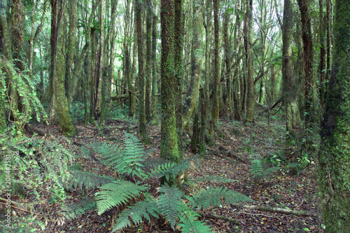 Native forest, Hokitika, New Zealand photo