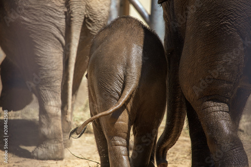 Photography The legs of elephants in the park