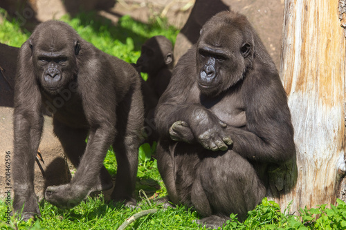 Family of gorillas in a park © schankz