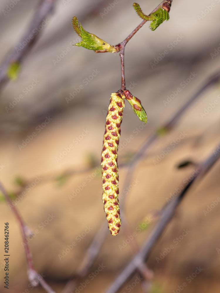 Flowers on a birch tree at sunset Flowers on a birch tree at sunset