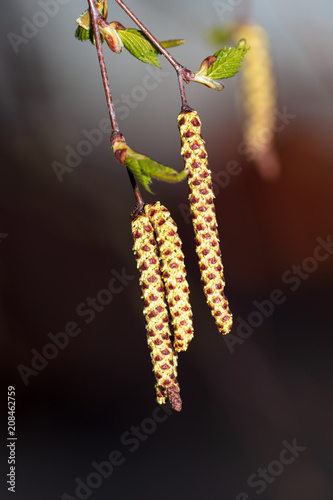 Flowers on a birch on a black background