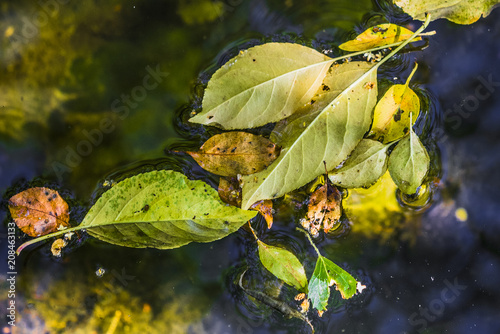 Autumn leaves in mountain stream photo