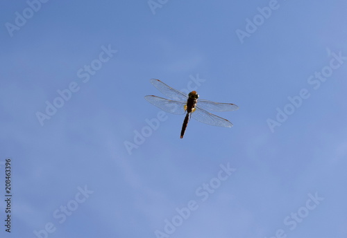 Dragonfly in flight against the blue sky.