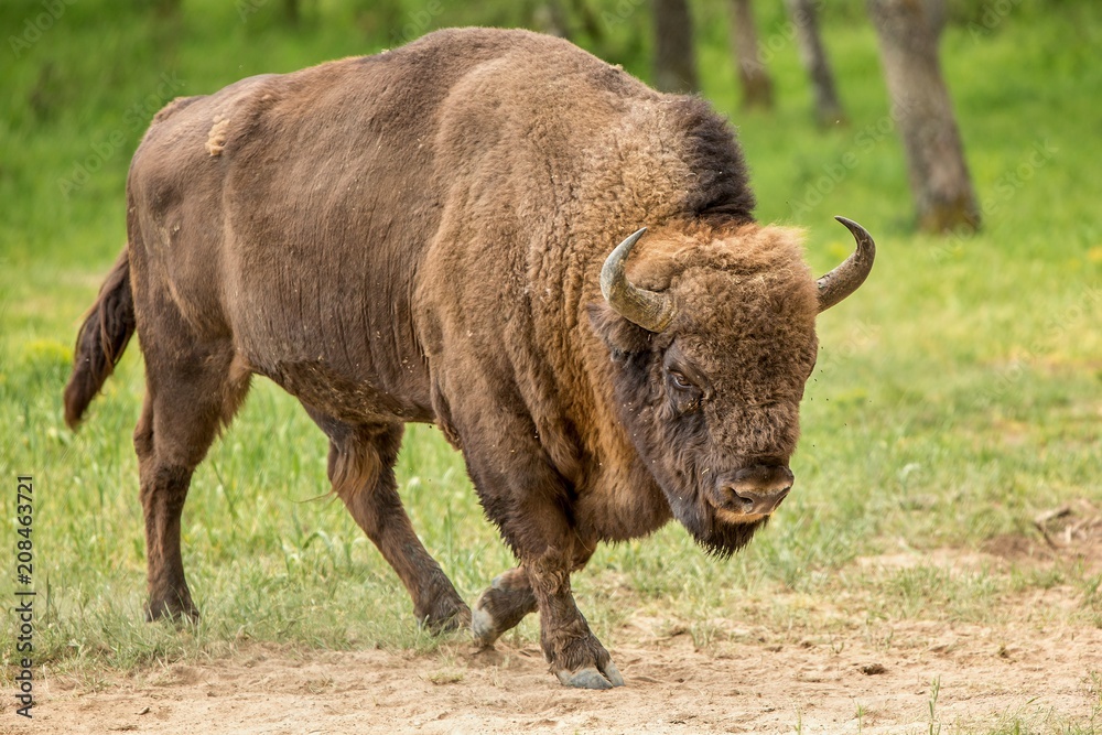 European bison (Bison bonasus) European bison (Bison bonasus)