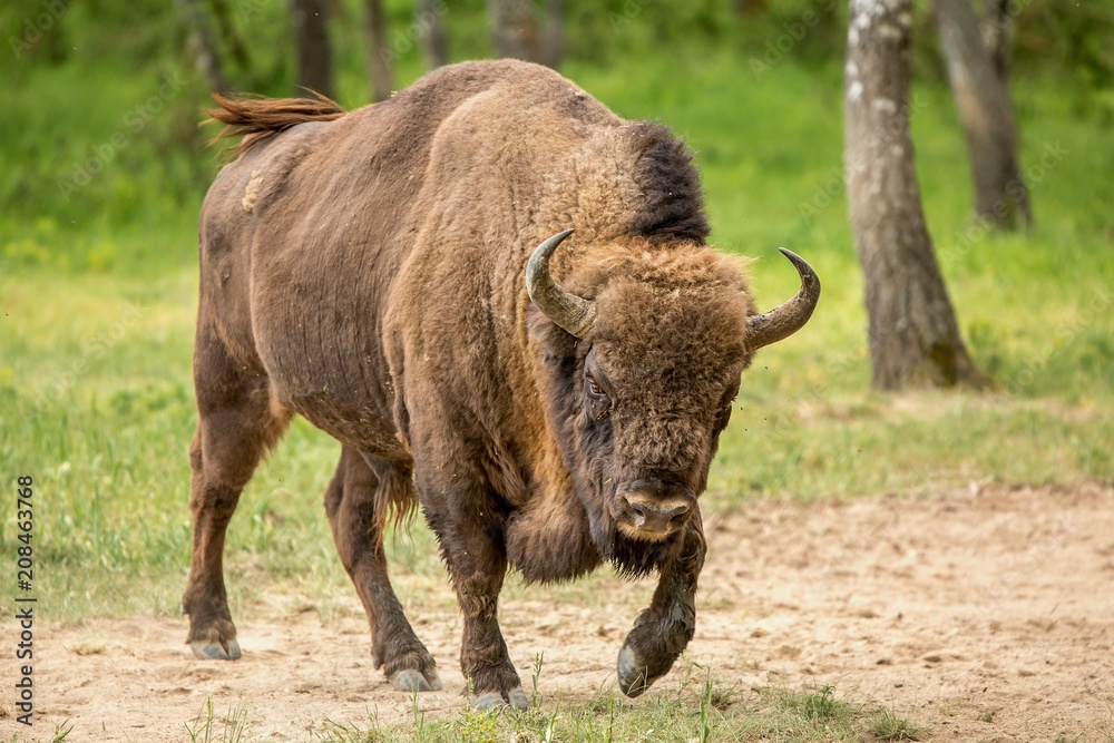 European bison (Bison bonasus) European bison (Bison bonasus)