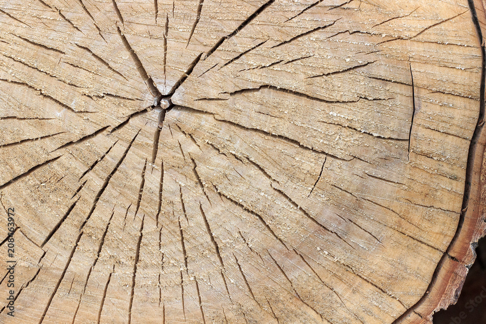 Fototapeta premium surface of the felled tree