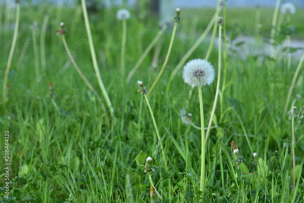 The white Dandelion The white Dandelion