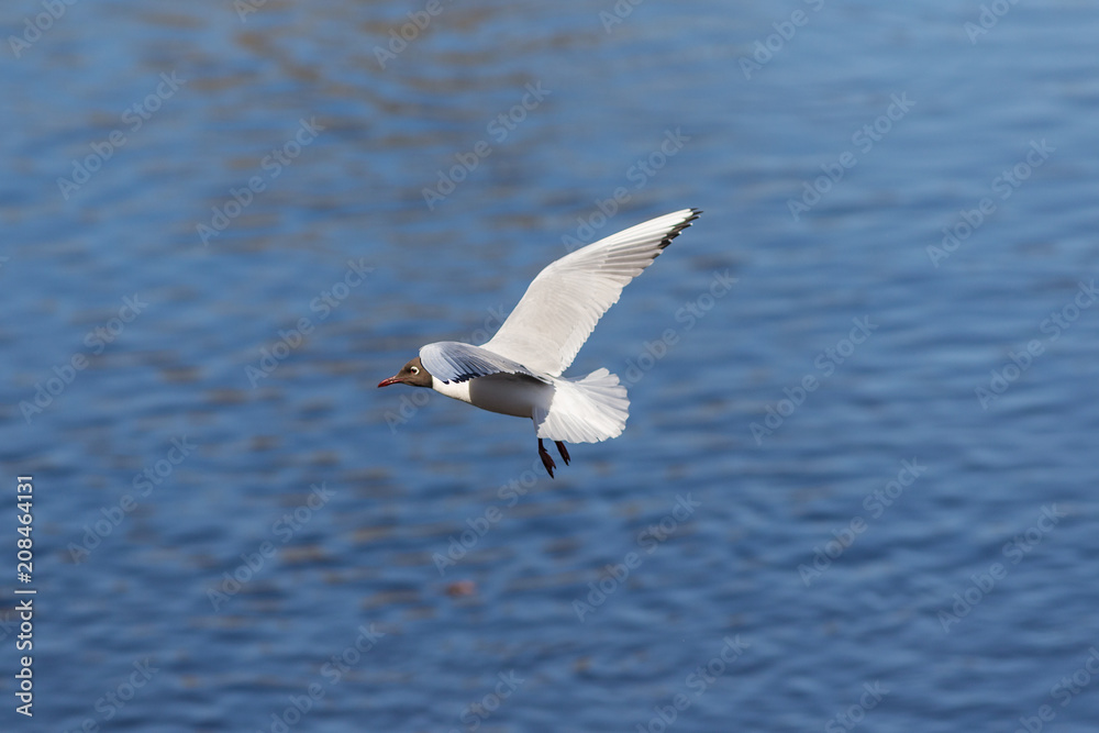 seagull in flight