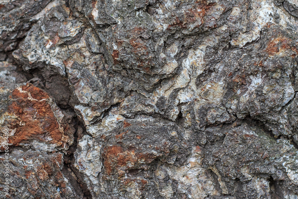 Tree bark as background or texture Tree bark as background or texture