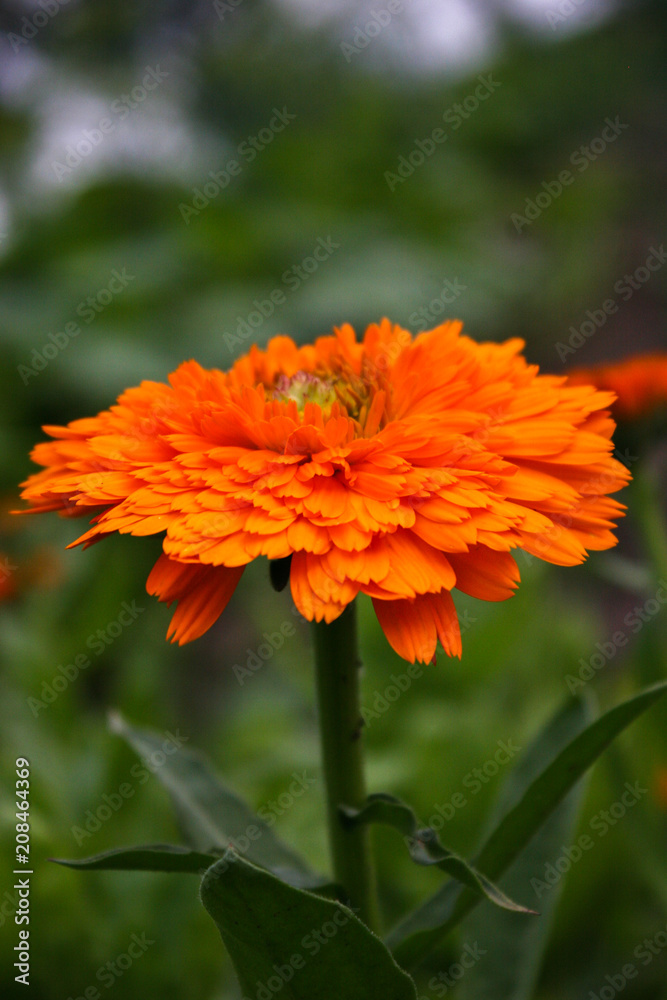 Flower calendula in the garden top view close-up. Calendula officinalis. Medicinal flowers in big close up. Flower calendula in the garden top view close-up. Calendula officinalis. Medicinal flowers in big close up.