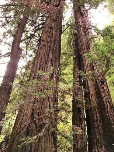California redwoods in Muir Woods National  Monument