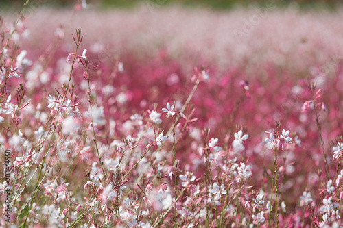 양주 나리공원에 꽃 photo