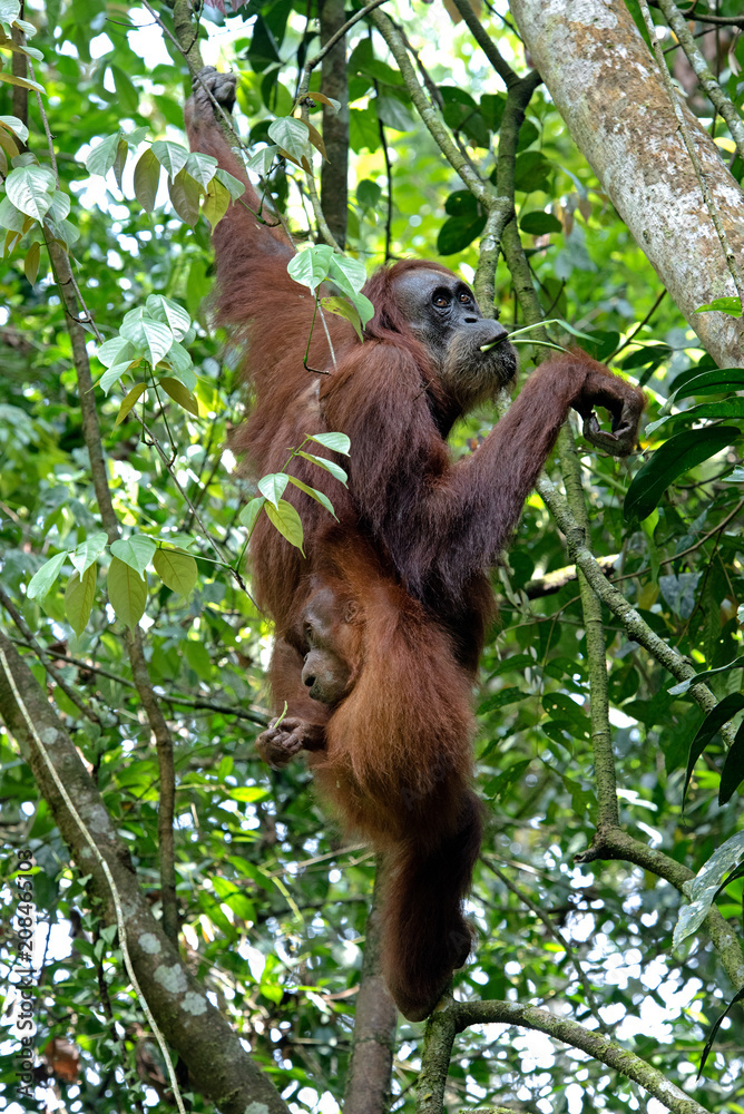 Fototapeta premium Borneo Orangutan