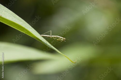 カマキリ　Mantis © 誠 吉岡