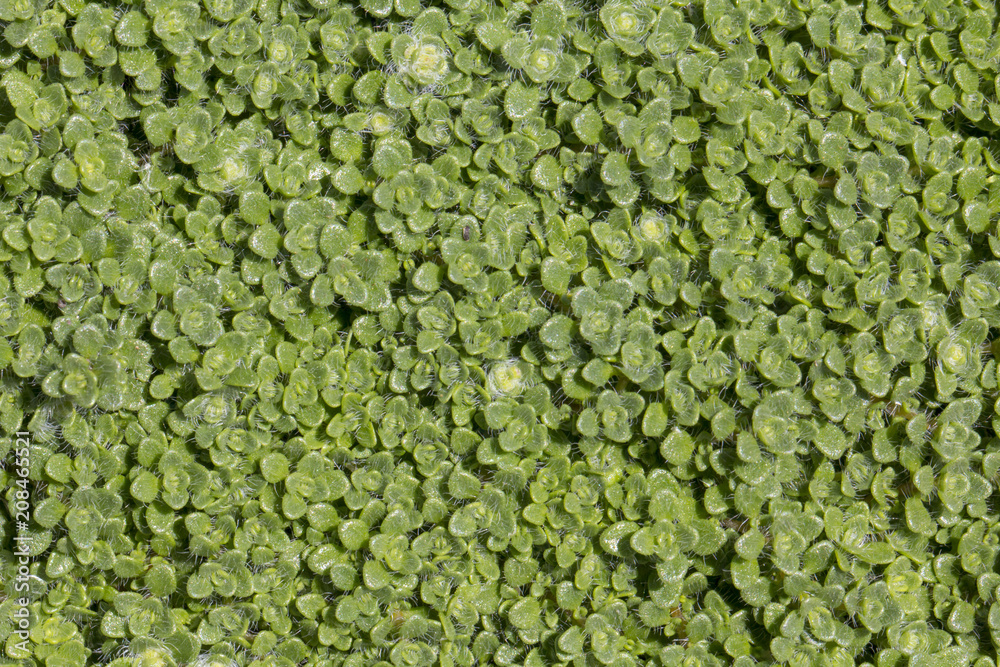 The young thyme is creeping. Texture. The plant is used in medicine, landscape design and cooking The young thyme is creeping. Texture. The plant is used in medicine, landscape design and cooking