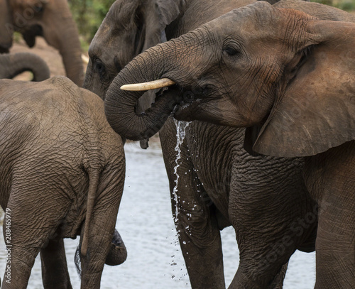 Elephant,(Loxodonta africana), looking to left, trunk in mouth and with water dripping from mouth. Kruger National Park, South Africa