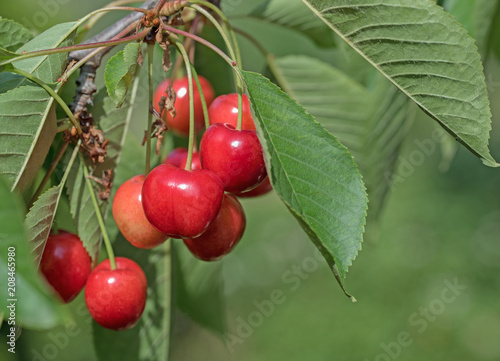 Süßkirschen, Prunus avium, Kirschbaum