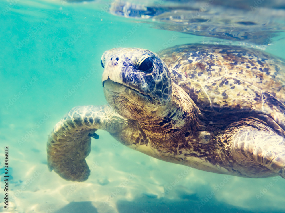 Obraz premium Turtle at Hikkaduwa beach