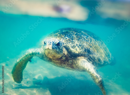 Turtle at Hikkaduwa beach
