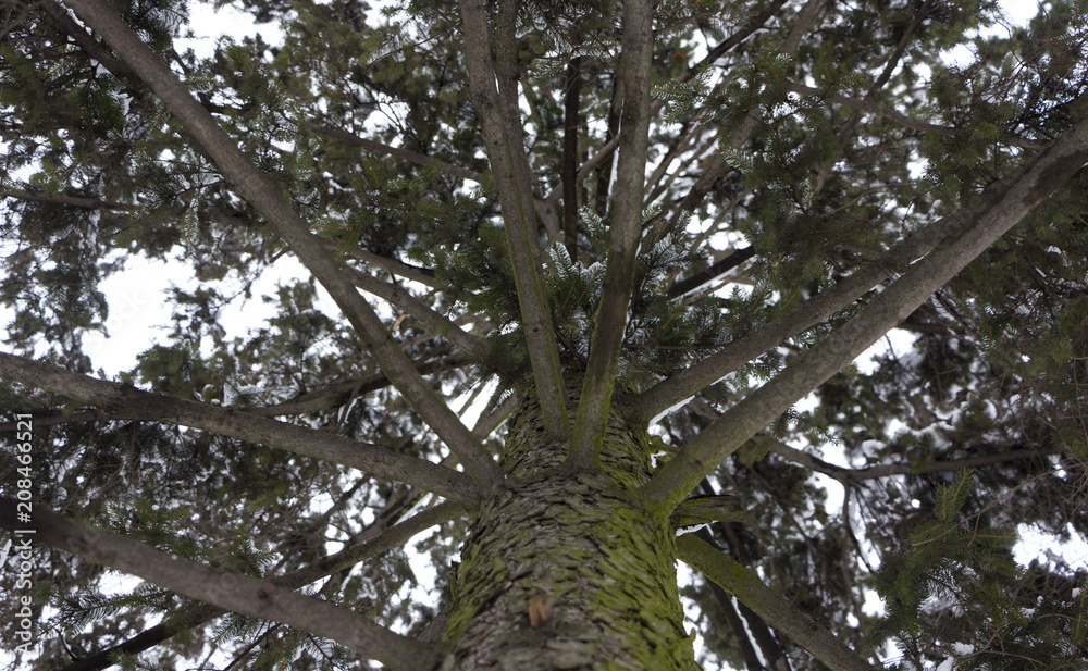Fototapeta premium Snow melts on tree branches, city street, selective focus