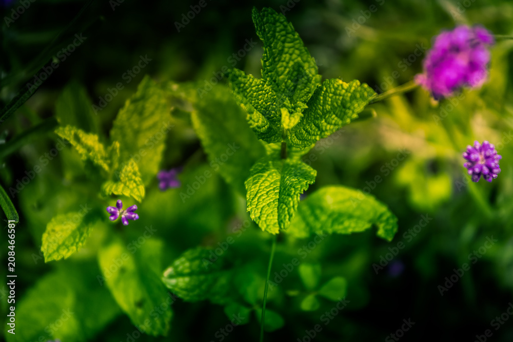 feuilles de menthe sauvage en terre feuilles de menthe sauvage en terre