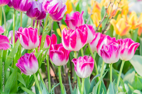 Fototapeta Naklejka Na Ścianę i Meble -  field of blooming multicolored tulips, spring flowers in the garden