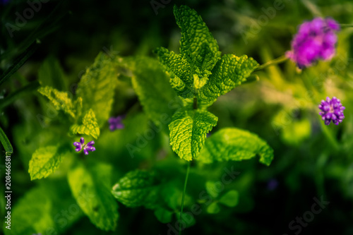 feuilles de menthe sauvage en terre photo