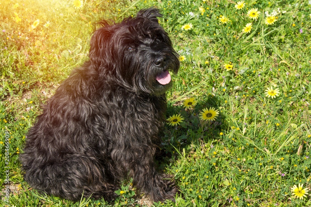 black schnauzer dog in the garden with daisies
